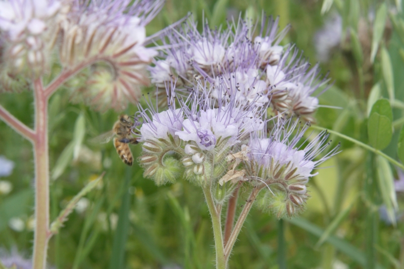 Phacelia (<i>Phacelia tanacetifolia</i>)